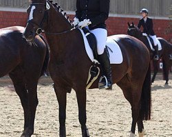 dressage horse Tara O'Hara (Trakehner, 2012, from Saint Cyr)