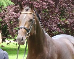 stallion Zucchero OLD (Oldenburg, 2013, from Zonik)