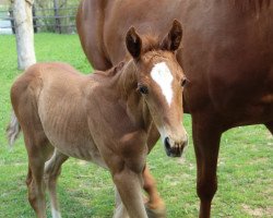 Springpferd Palmiro (Trakehner, 2019, von Nathan de la Tour AA)