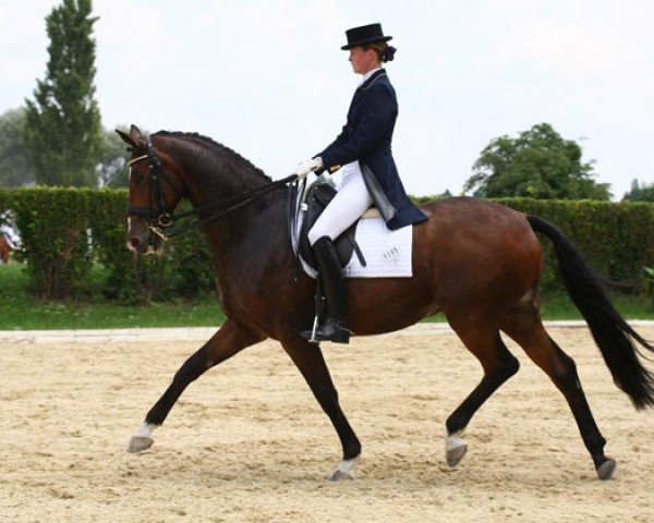 dressage horse Tausendsassa (Trakehner, 2000, from Freudenfest)