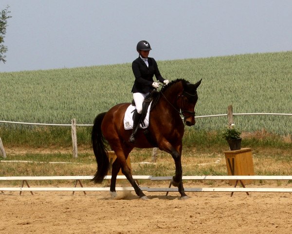 dressage horse For You R (German Sport Horse, 2012, from Fürst Wettin)