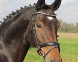 dressage horse Cocolina 4 (Westphalian, 2007, from Collin L)