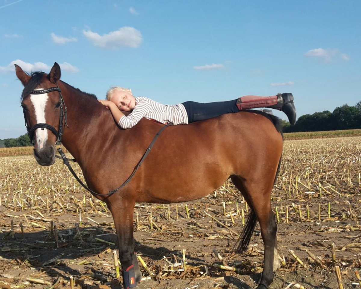dressage horse Quiby (German Riding Pony, 2002, from Now or never de Montmain)