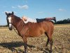 dressage horse Quiby (German Riding Pony, 2002, from Now or never de Montmain)