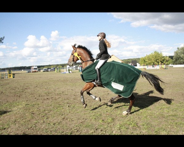 jumper Casio He (Hanoverian, 2010, from Canstakko)