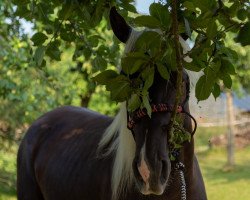 horse MVM Rainstorm (Rocky Mountain Horse, 2016, from LHV's Spartacus)