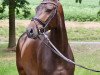 dressage horse Frings HB (Hanoverian, 2015, from Fürstenball)