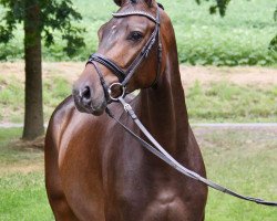 dressage horse Frings HB (Hanoverian, 2015, from Fürstenball)