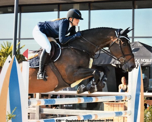 jumper Capitano (anglo european sporthorse, 2008, from Cadence van't Gelutt Z)