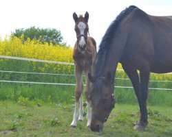 Zuchtstute Bella Donna (Deutsches Reitpony, 2001, von Maestro)