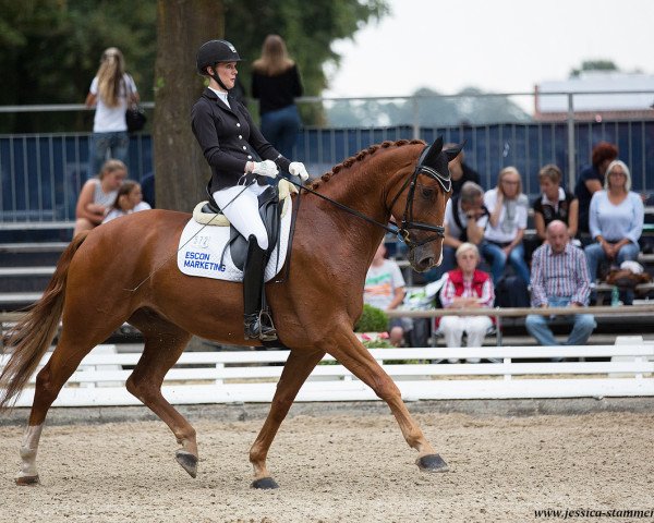 dressage horse Landon Donovan (Hanoverian, 2012, from Londontime)