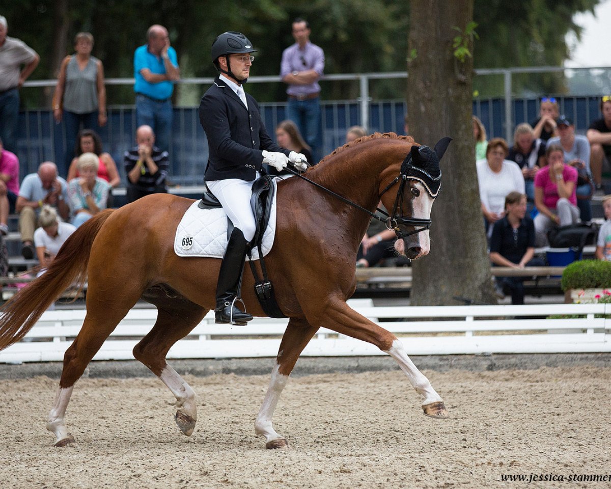 dressage horse Quietschbunt (Bavarian, 2012, from Quaterback)