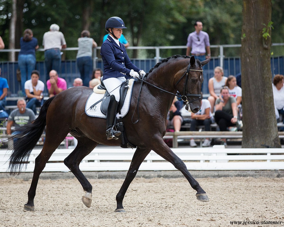 dressage horse Mist of Titanium (Oldenburg, 2012, from E.H. Millennium)