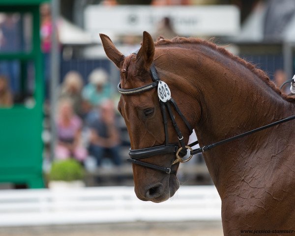 dressage horse Valeska 109 (Westphalian, 2012, from Vitalis)