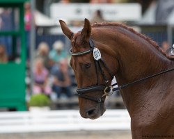 dressage horse Valeska 109 (Westphalian, 2012, from Vitalis)