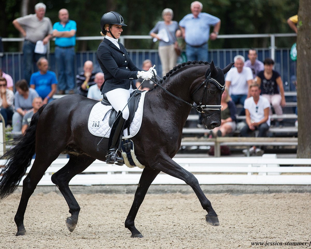Deckhengst Spotlight (Hannoveraner, 2012, von Sir Donnerhall I)