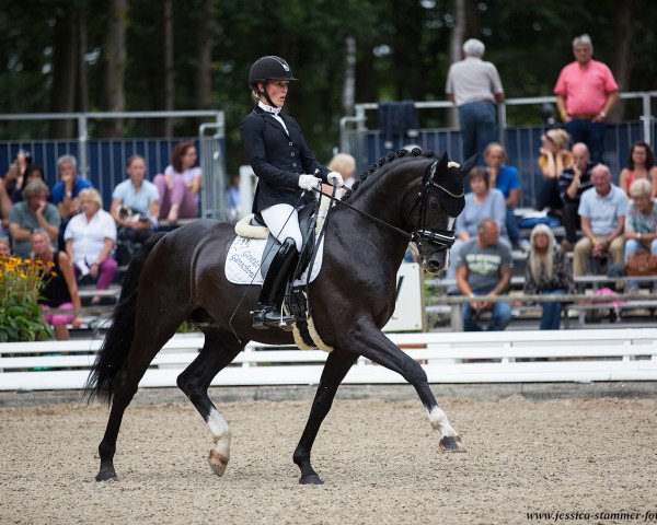 stallion Sandokan (Mecklenburg, 2012, from Surprice)