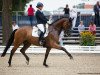 dressage horse Rock Emotion (Oldenburg, 2012, from Rock Forever NRW)