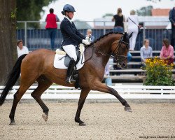 dressage horse Rock Emotion (Oldenburg, 2012, from Rock Forever NRW)