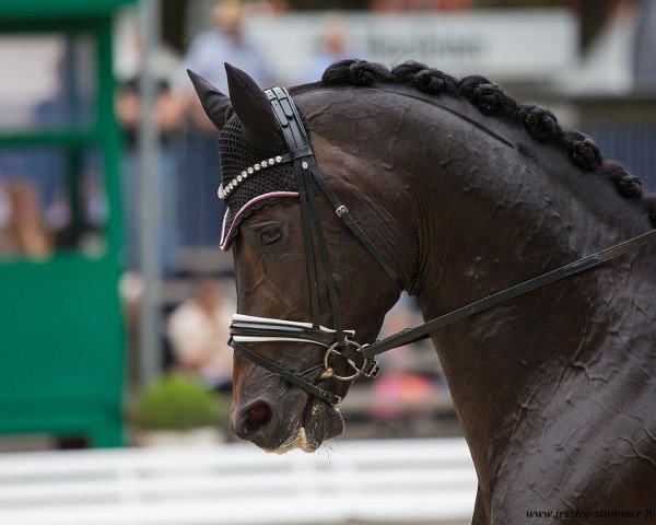 dressage horse Riptide NRW (Westphalian, 2012, from Rock Forever NRW)