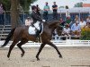 dressage horse DSP Quick Step (German Sport Horse, 2012, from Quaterback)