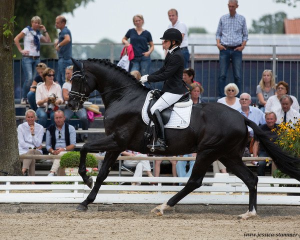 stallion Libertad (Hanoverian, 2012, from Londontime)