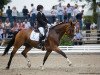 dressage horse Legendary Loon (Hanoverian, 2012, from Lissaro)