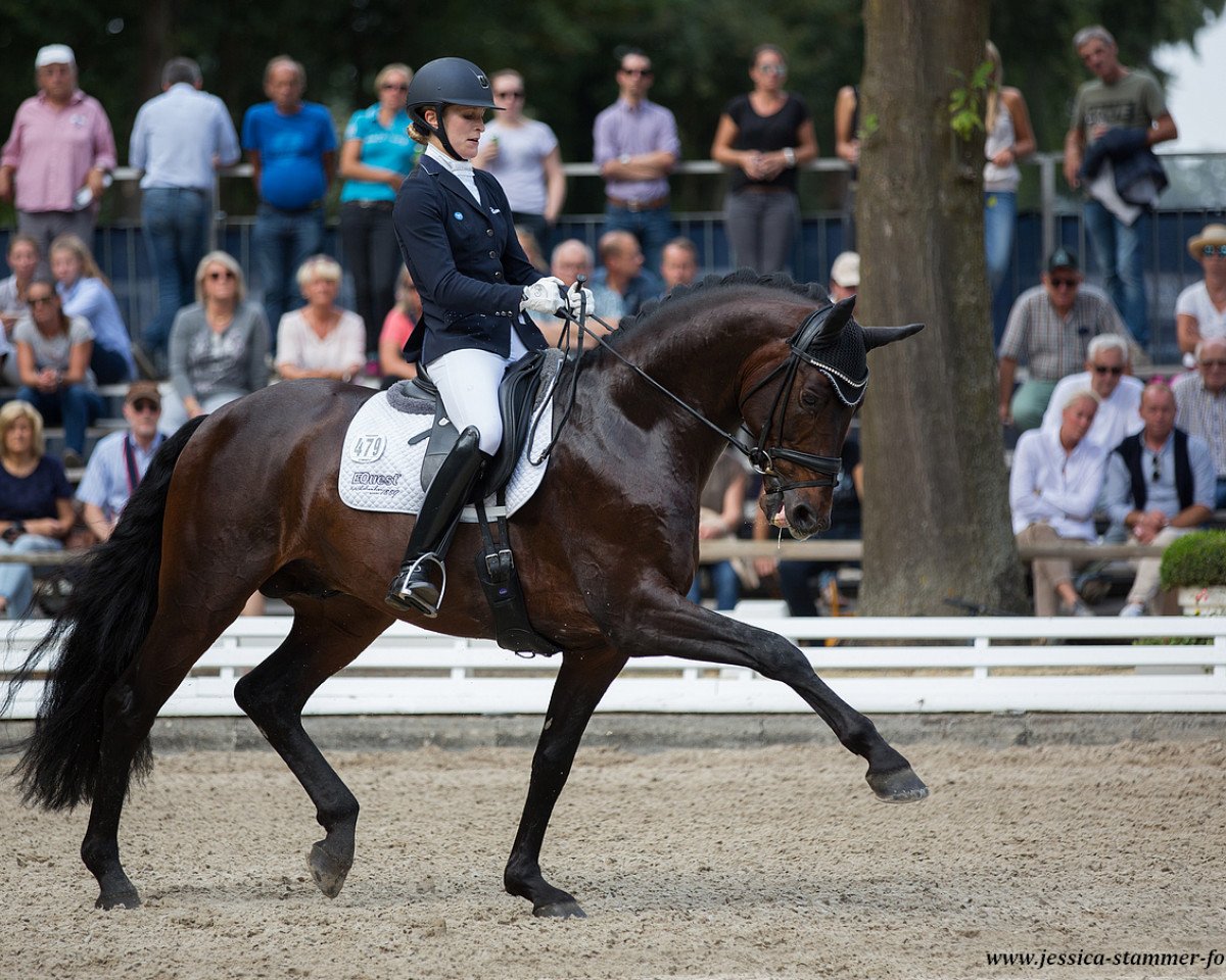 Deckhengst Fuerst William Old (Oldenburger, 2012, von Fürst Wilhelm)
