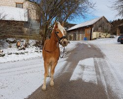 Zuchtstute A Misty Lady (6,05% ox) (Edelbluthaflinger, 2011, von Noble Star-K (7,23% ox))