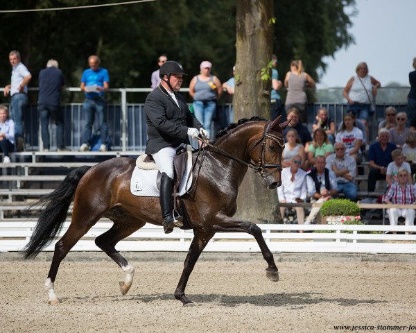dressage horse Famous 35 (Rhinelander, 2012, from Fürst Piccolo)
