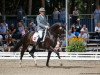 stallion Emilio (Hanoverian, 2012, from Estobar NRW)