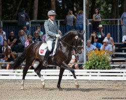 stallion Emilio (Hanoverian, 2012, from Estobar NRW)