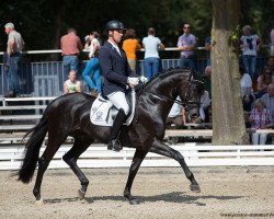 dressage horse Dr. Sambuco (Oldenburg, 2012, from Dr. Jackson D)