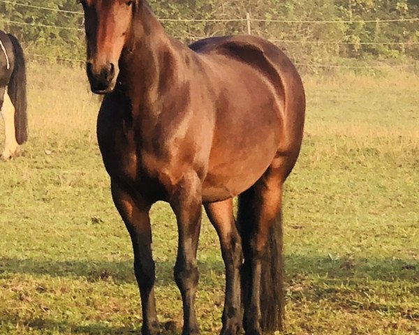 Pferd Gucci (Friesen-Mix, 2007, von Jelke S.)