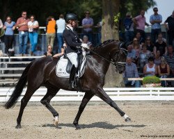 dressage horse Schatztruhe (Oldenburg, 2012, from Sir Donnerhall I)