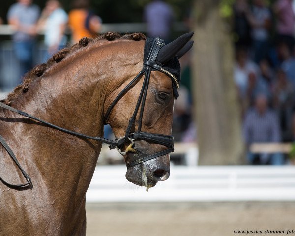 dressage horse Dolcetto 30 (Rhinelander, 2012, from Diamo Gold)