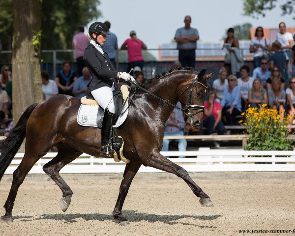 dressage horse Djasper Deluxe (Oldenburg, 2012, from Dante Weltino Old)