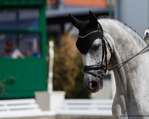dressage horse Deduschka Moros (Hanoverian, 2012, from Diamond Hit)