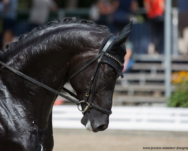 stallion Dark Sensation (Hanoverian, 2012, from Destano)