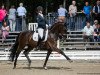 dressage horse Dancing Elvis 3 (Hanoverian, 2012, from Dancier)