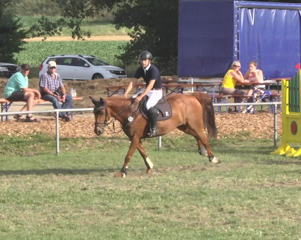 Reitturnier Herrenberg-Gültstein 2017