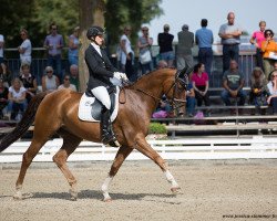 dressage horse Damon`s Donnerwetter (Westfale, 2012, from Damon Hill)