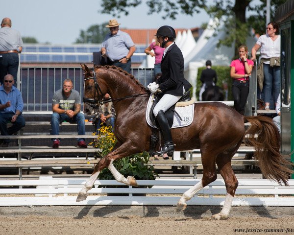 stallion Dalicanto (Hanoverian, 2012, from Dancier)