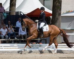 stallion Bonito 414 (Bavarian, 2012, from Boston)