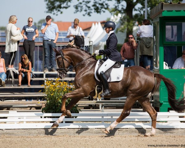 stallion Bon Amour Cuivre (Bavarian, 2012, from Benetton Dream FRH 1301)
