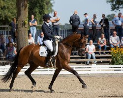 dressage horse What a Man (Hanoverian, 2012, from Weltruhm)