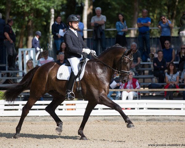 dressage horse Happy Day G (Hanoverian, 2012, from Hochadel)
