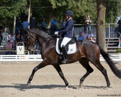 dressage horse Londons Lightning (Hanoverian, 2012, from Londontime)