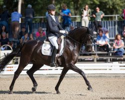 dressage horse First Choice 32 (Hanoverian, 2012, from Fürstenball)