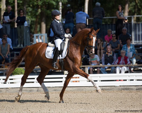 stallion Scarosso (German Sport Horse, 2012, from Sandoro)